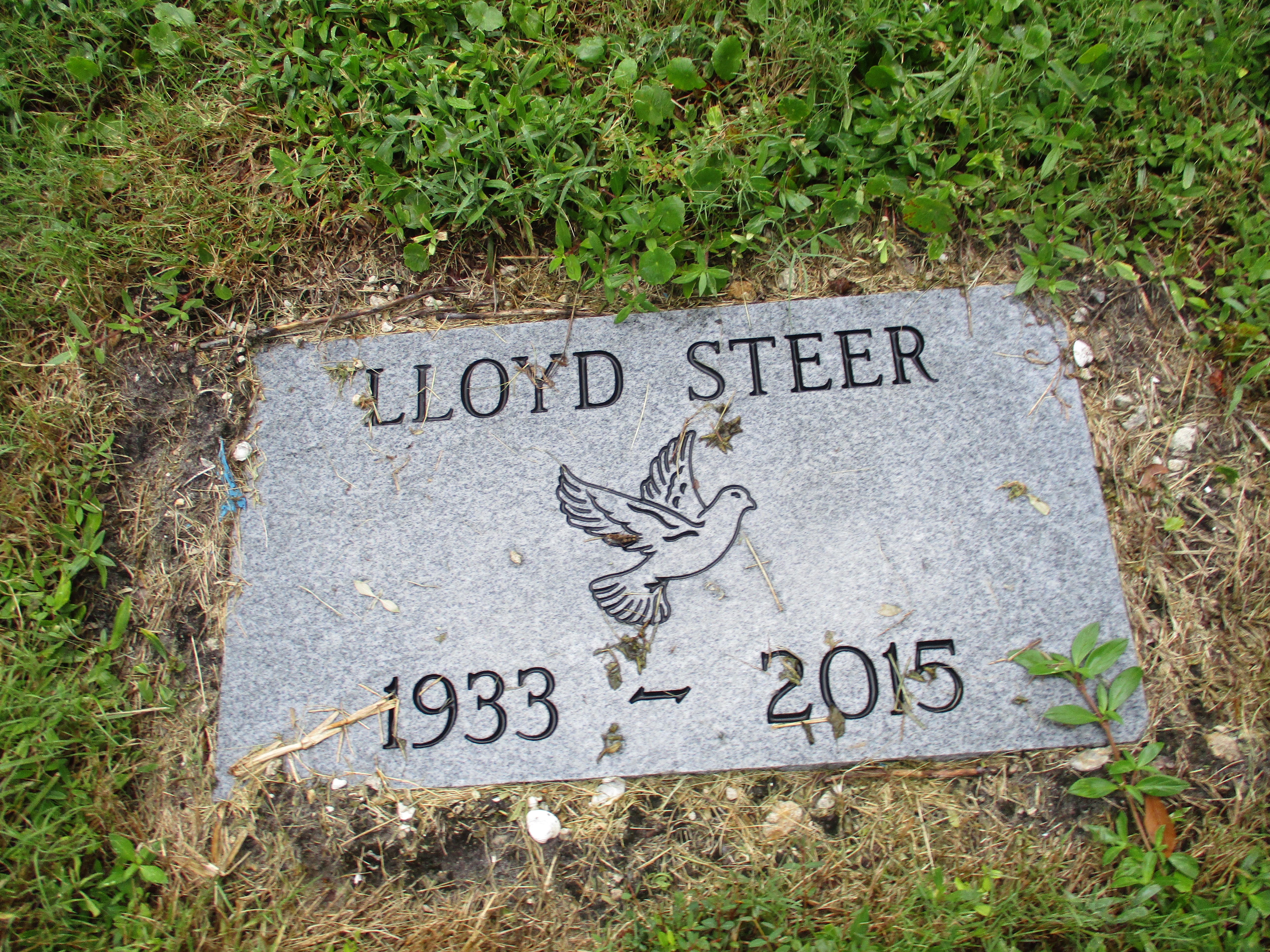 Lloyd Steer