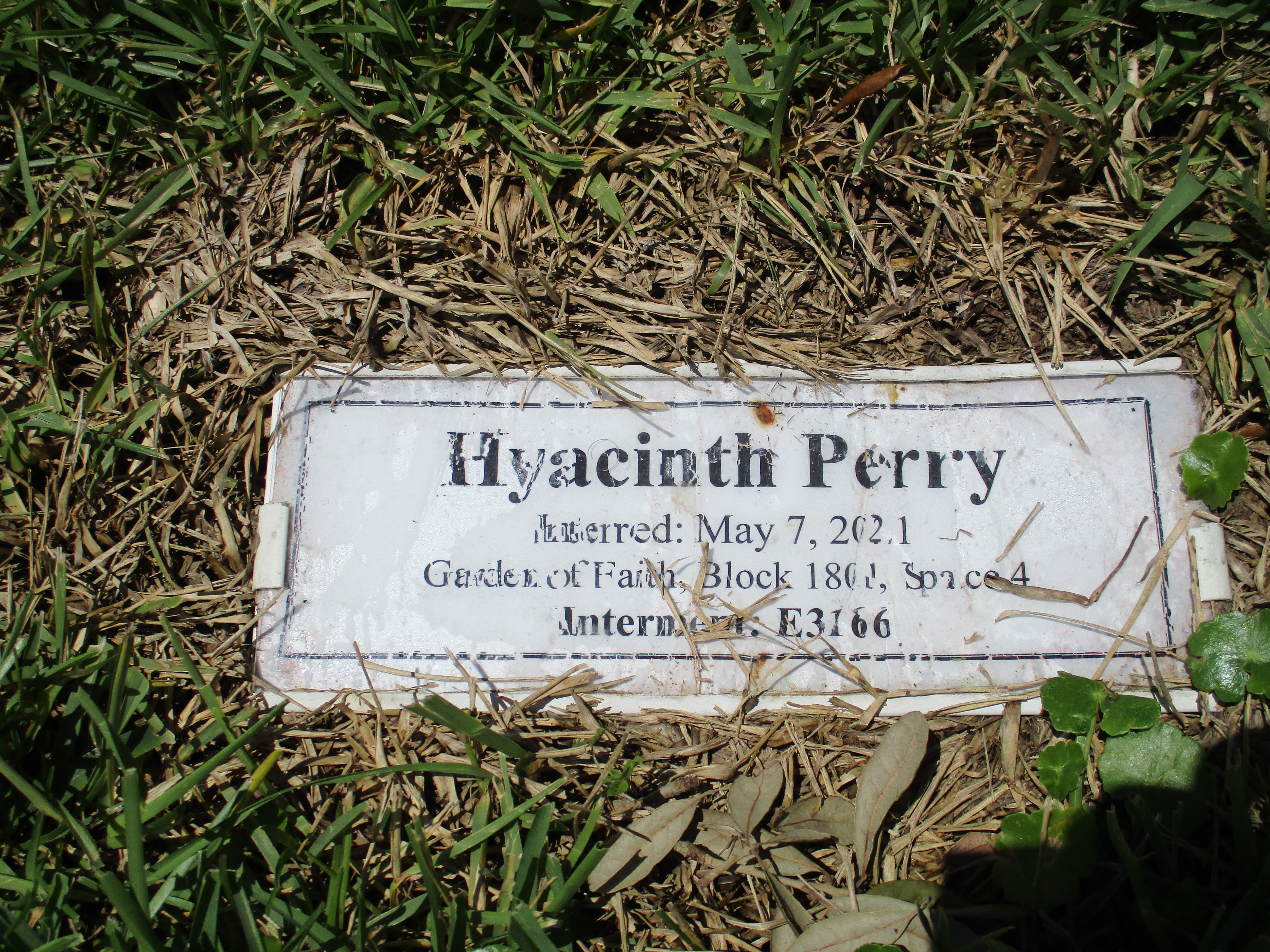 Hyacinth Perry