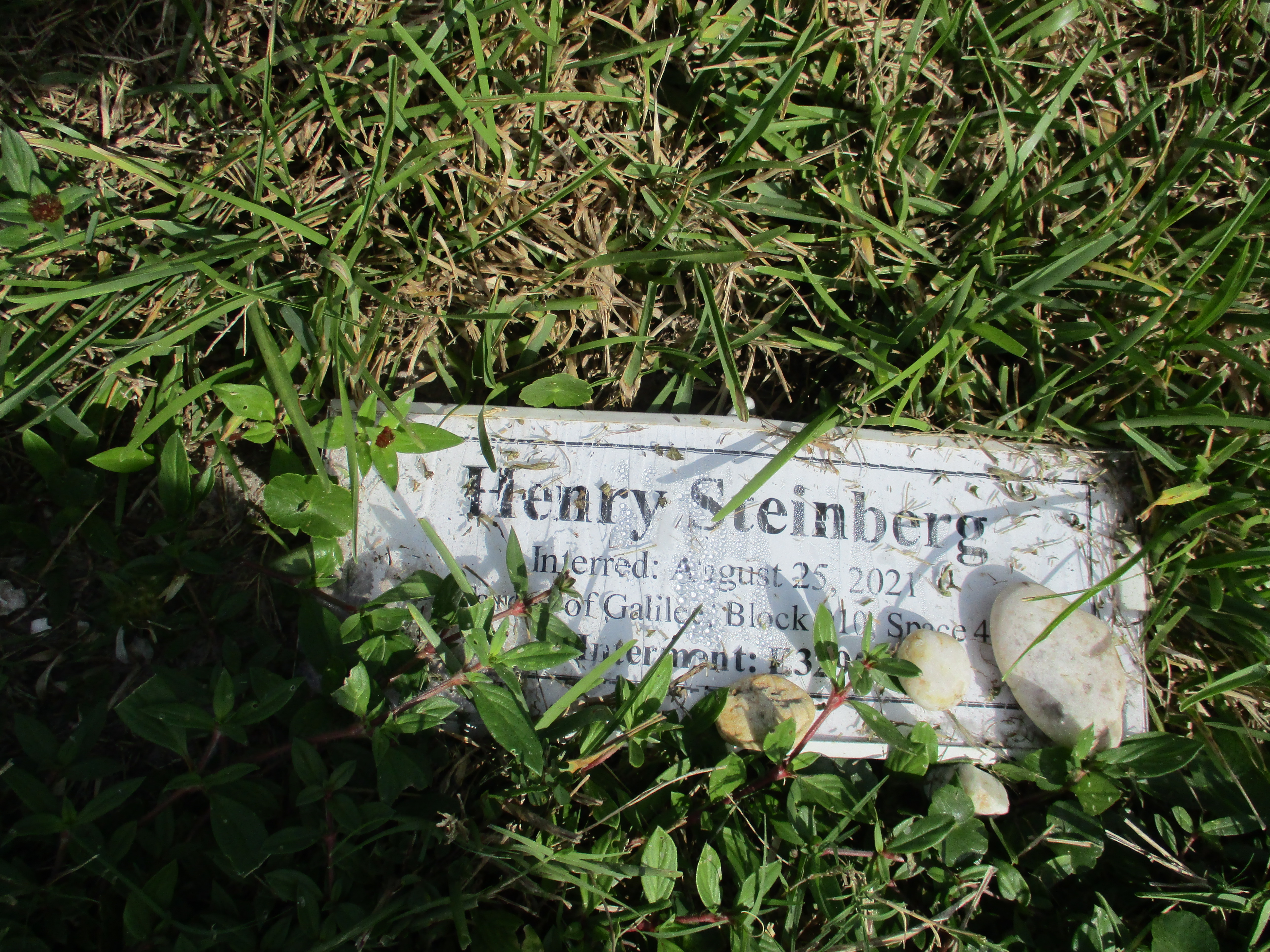 Henry Steinberg