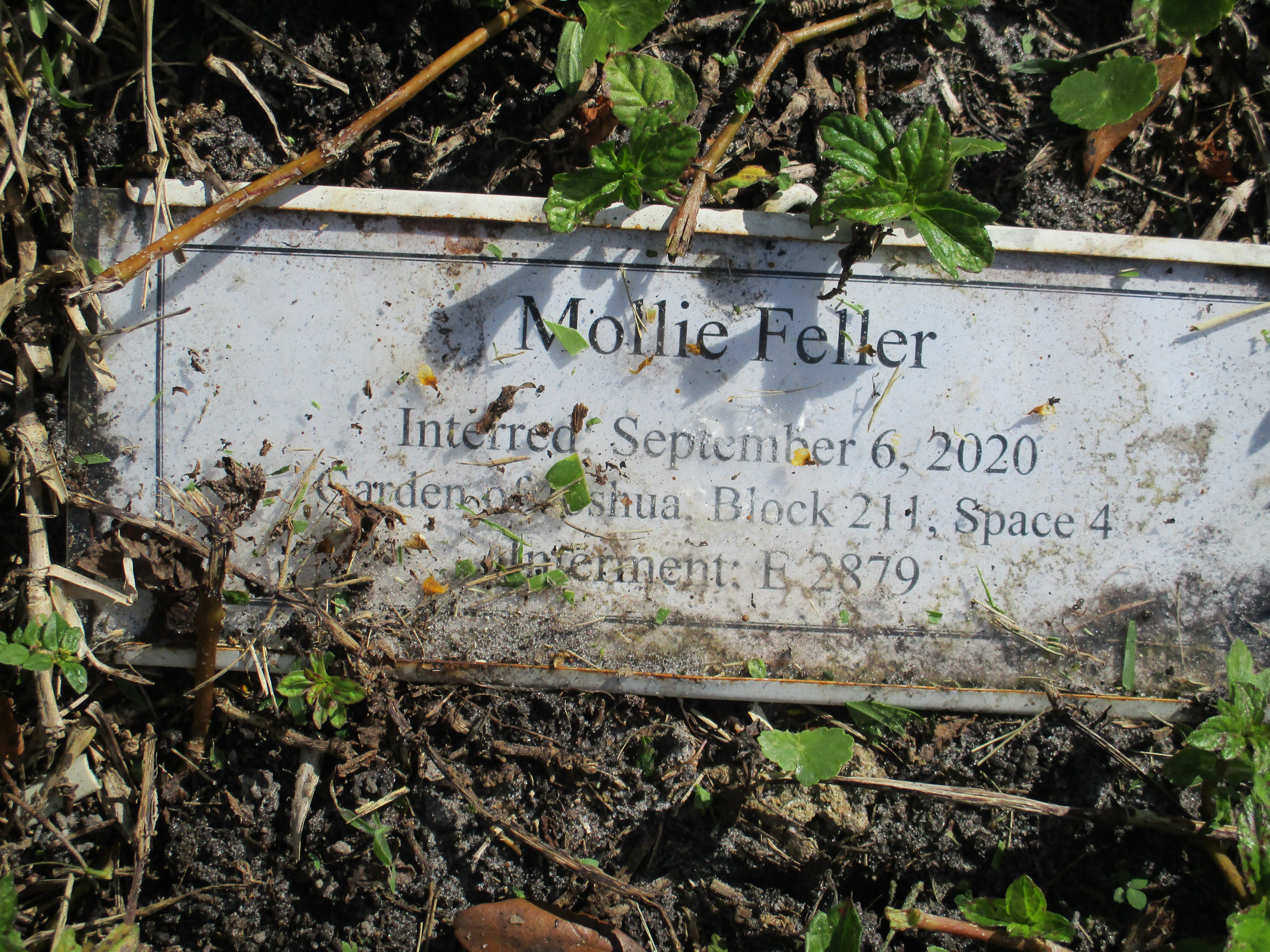 Mollie Feller